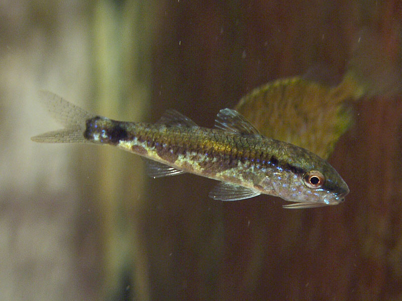 コバンヒメジ幼魚