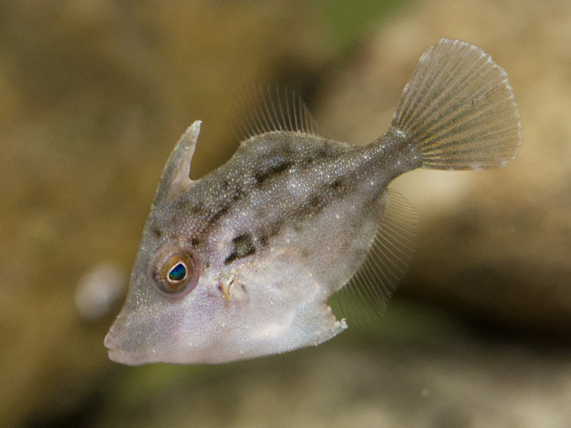 ヨソギ幼魚