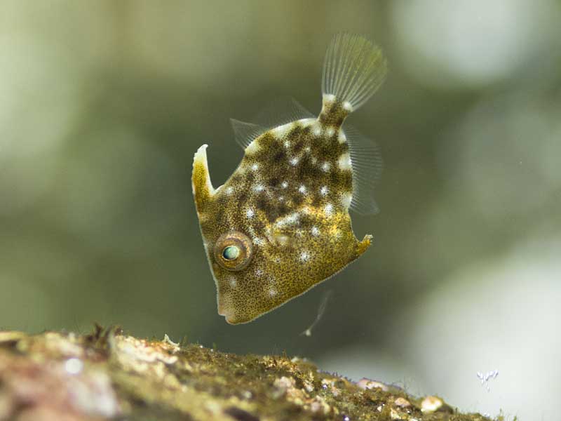 カワハギ幼魚
