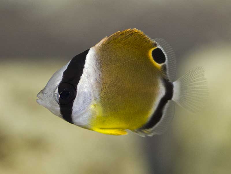 チョウチョウウオ幼魚
