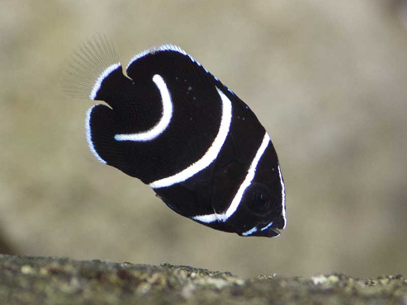 サザナミヤッコ幼魚