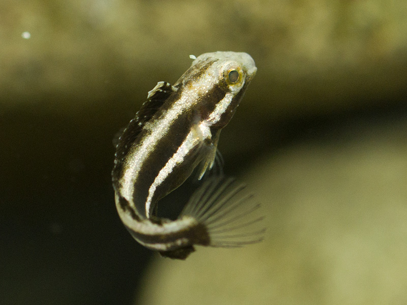 ニジギンポ幼魚
