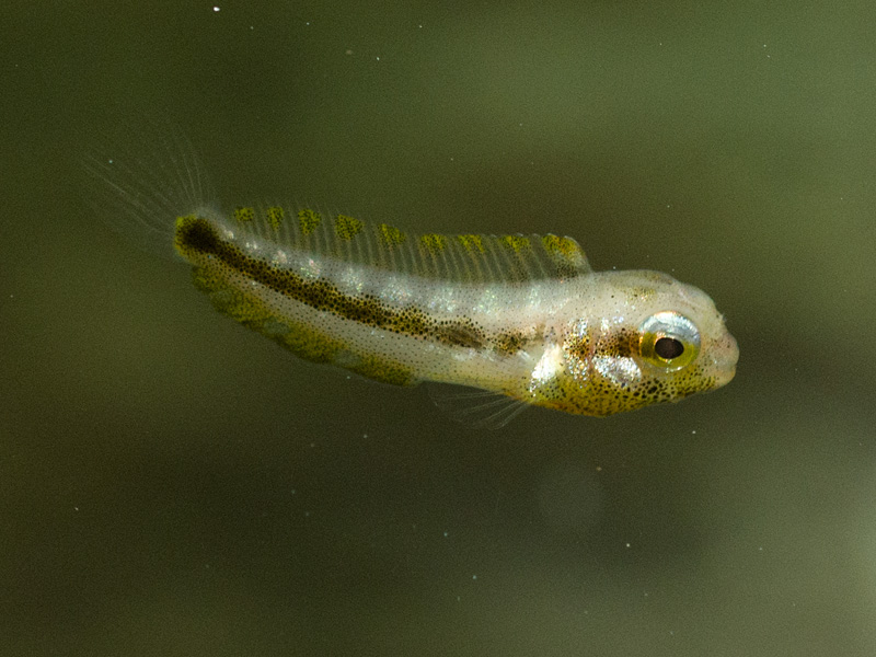 ニジギンポ幼魚