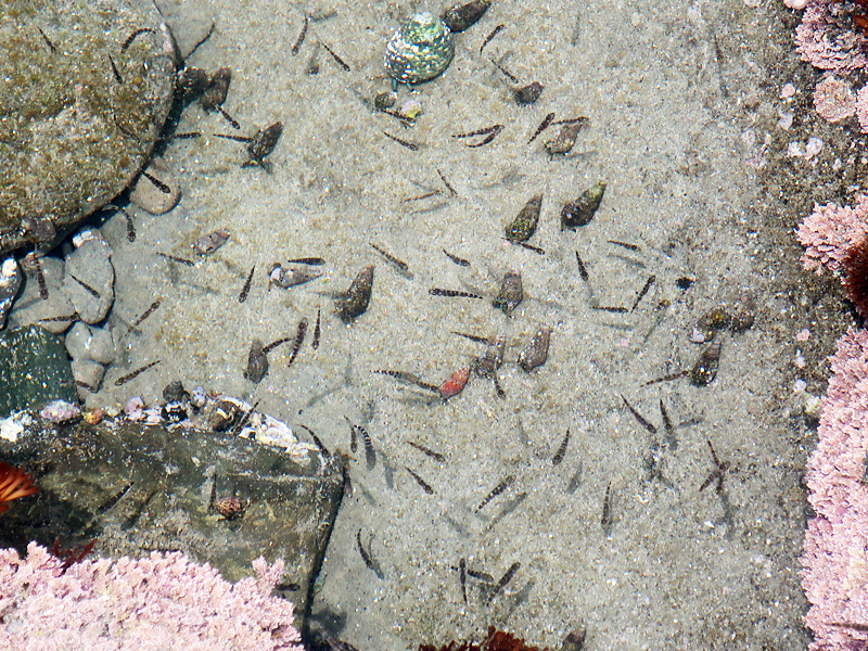 アゴハゼ稚魚