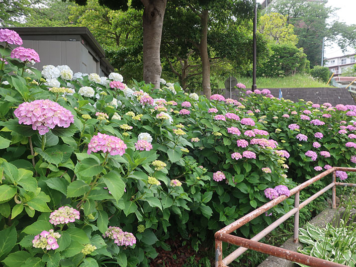 花咲かせ隊